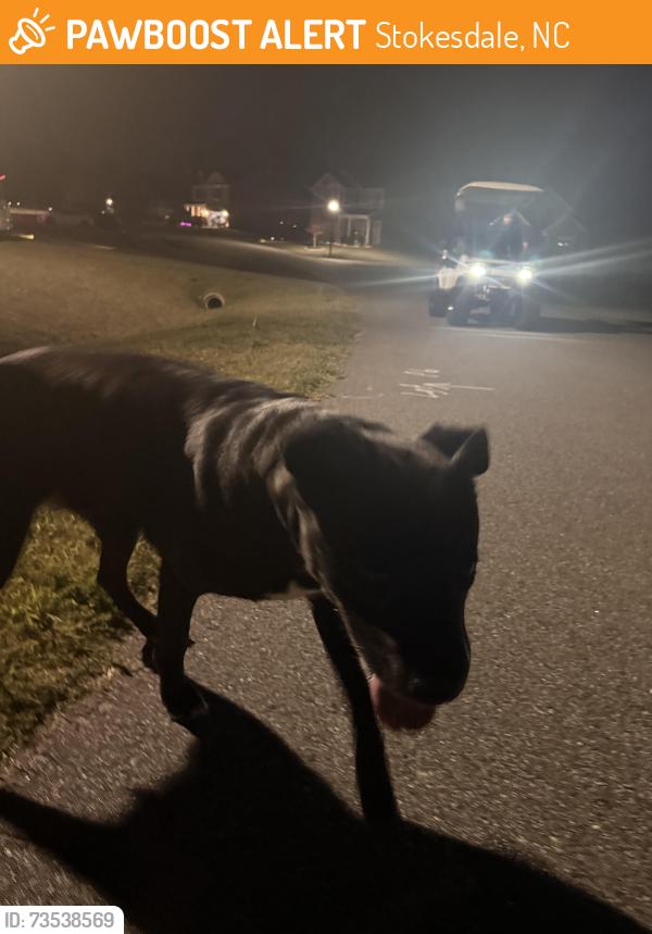 Found/Stray Female Dog last seen Sugarberry Drive, Stokesdale, NC 27357