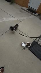 Reunited Male Dog last seen Delta, Long Beach, CA 90810