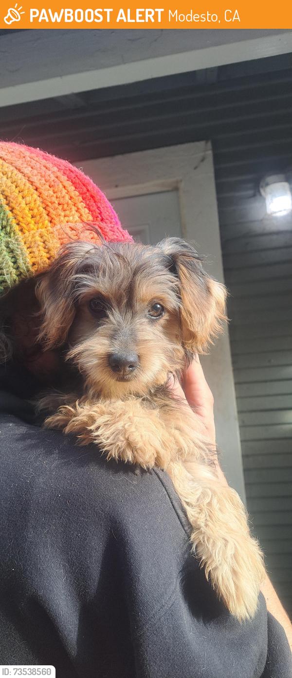 Found/Stray Male Dog last seen Alleyway next to 1216 G St., Modesto, CA 95354