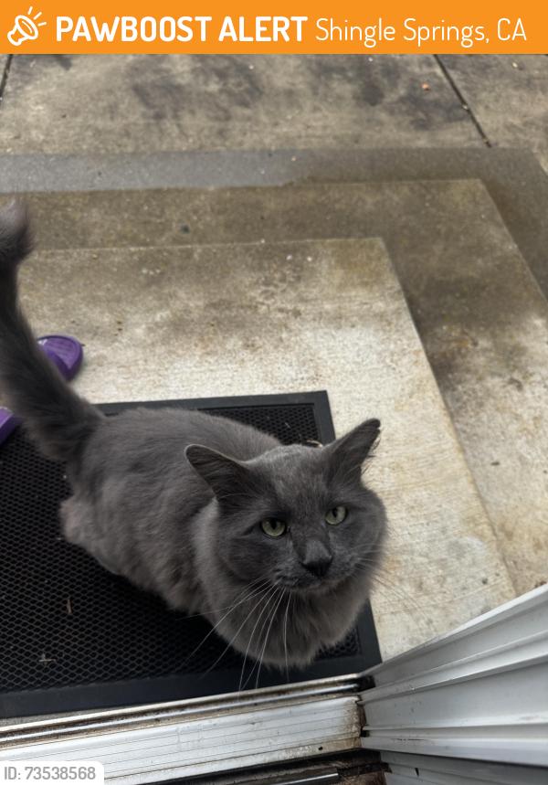 Found/Stray Male Cat last seen Walnut Drive, Shingle Springs, CA 95682
