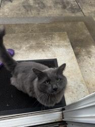 Found/Stray Male Cat last seen Walnut Drive, Shingle Springs, CA 95682