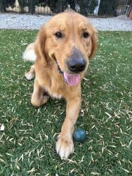 Lost Male Dog last seen heading towards hayvenhurst and san fernando mission, Los Angeles, CA 91344