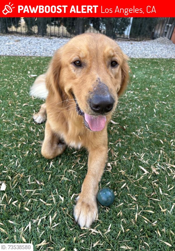Lost Male Dog last seen heading towards hayvenhurst and san fernando mission, Los Angeles, CA 91344