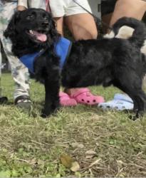 Lost Male Dog last seen Near Schumacher Ln Houston Tx 77057, Houston, TX 77057