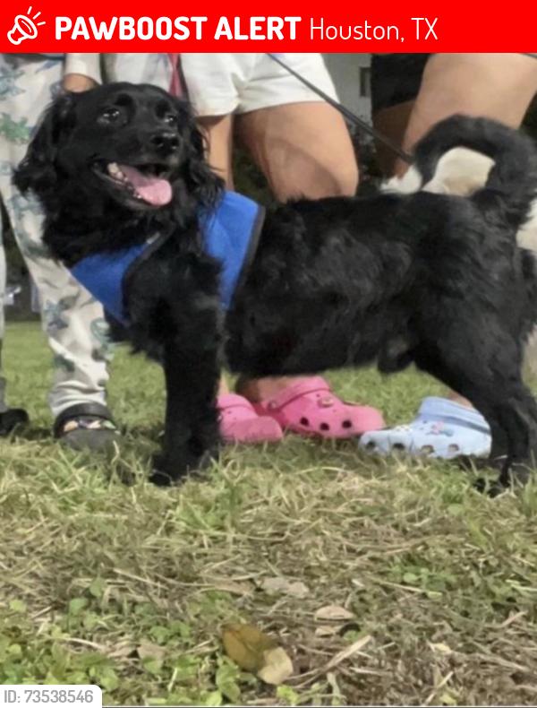 Lost Male Dog last seen Near Schumacher Ln Houston Tx 77057, Houston, TX 77057