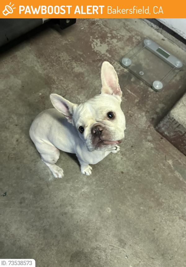 Found/Stray Female Dog last seen Brundage Lane and F Street, Bakersfield, CA 93304