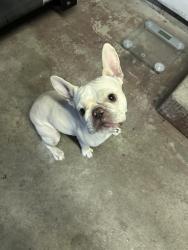 Found/Stray Female Dog last seen Brundage Lane and F Street, Bakersfield, CA 93304