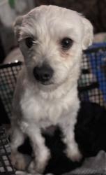 Found/Stray Male Dog last seen Corona Ln Edinburg Tx 78542, Edinburg, TX 78542