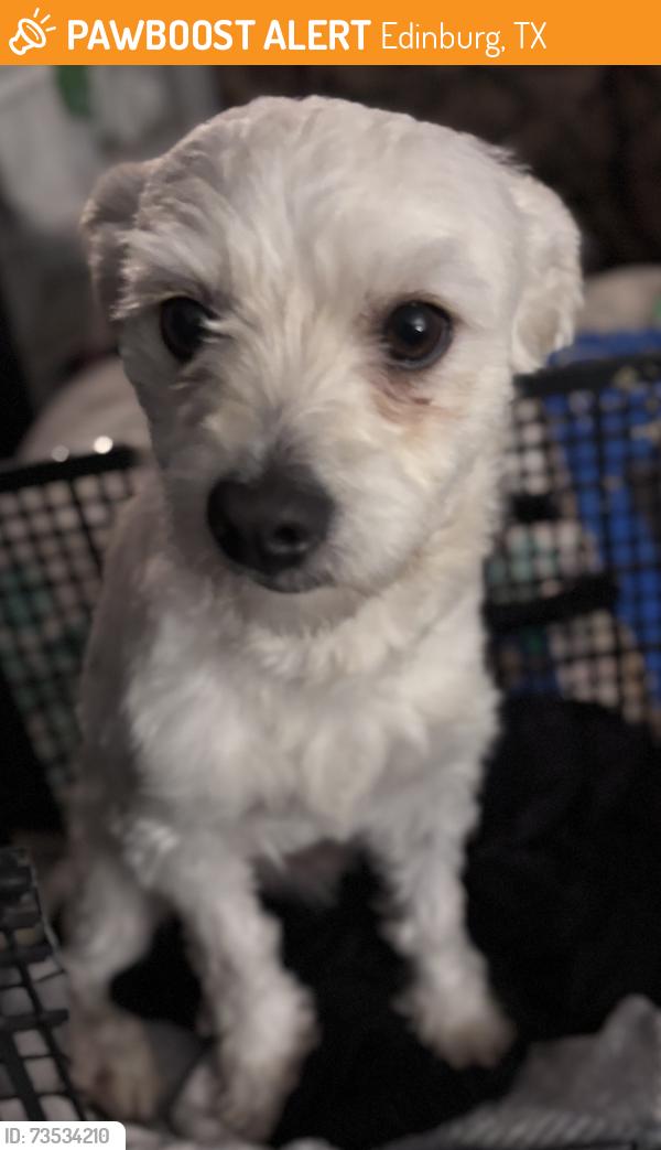 Found/Stray Male Dog last seen Corona Ln Edinburg Tx 78542, Edinburg, TX 78542