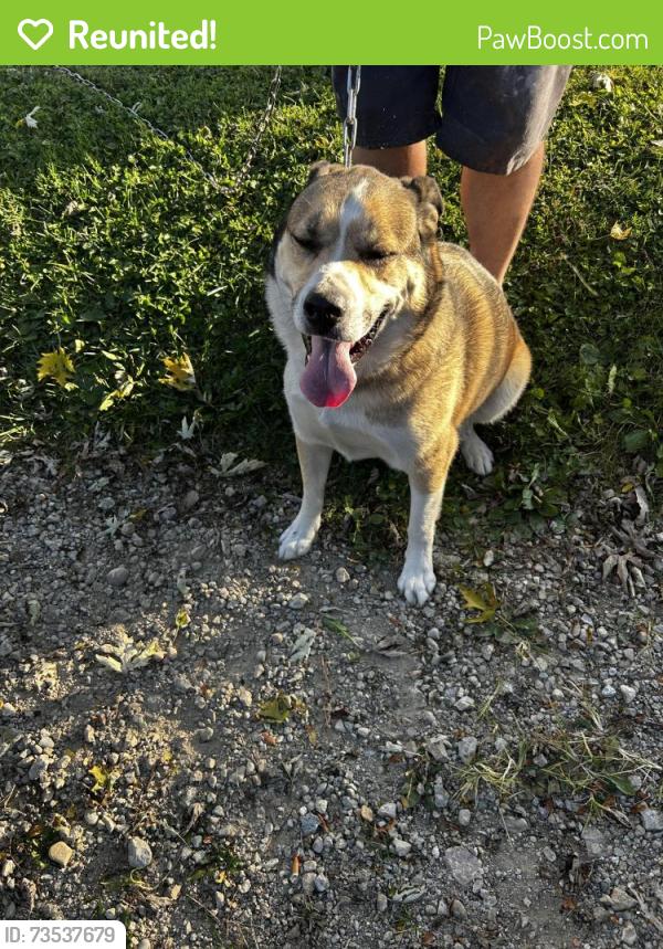Reunited Male Dog last seen Immaculate conception church, Dayton, OH 45420