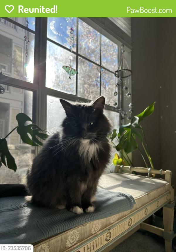 Reunited Female Cat last seen Montford at Madison Park Apts, Charlotte, NC 28209