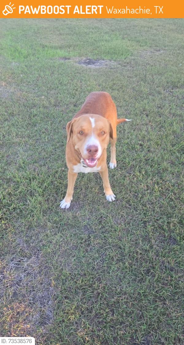 Found/Stray Male Dog last seen Near High School Dr, Waxahachie, TX 75165