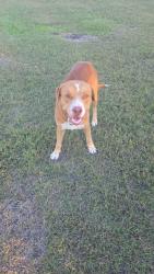 Found/Stray Male Dog last seen Near High School Dr, Waxahachie, TX 75165