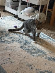 Lost Female Cat last seen Regency, Greenville, NC 27858