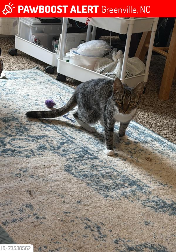 Lost Female Cat last seen Regency, Greenville, NC 27858
