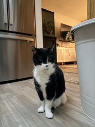 Reunited Female Cat last seen Division st e all the way at the end, Buffalo, MN 55313
