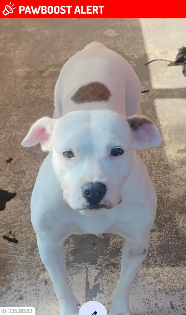 Lost Female Dog last seen Hwy 98 and blue angel at the Wawa store, Escambia County, FL 32506