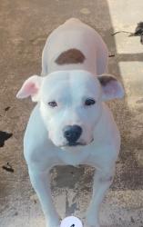 Lost Female Dog last seen Hwy 98 and blue angel at the Wawa store, Escambia County, FL 32506