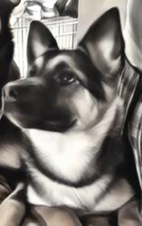 Lost Female Dog last seen Abby and belmont, Fresno, CA 93701