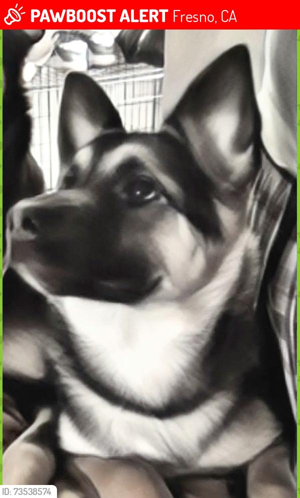 Lost Female Dog last seen Abby and belmont, Fresno, CA 93701