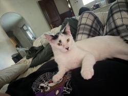 Reunited Male Cat last seen Oak hill Rd, Fort Worth, TX 76112