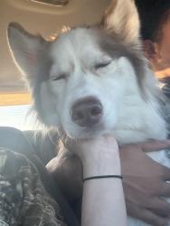 Reunited Male Dog last seen S cypress st, Wichita, KS 67207