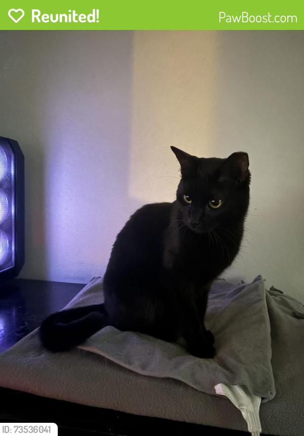 Reunited Male Cat last seen English ests middle school, Maitland, FL 32751