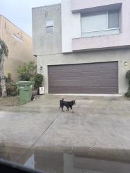 Found/Stray Unknown Dog last seen Santa Ana and Gorman avenue, Los Angeles, CA 90059