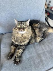 Reunited Unknown Cat last seen Yowell ranch, Killeen, TX 76542
