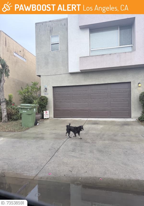 Found/Stray Unknown Dog last seen Santa Ana and Gorman avenue, Los Angeles, CA 90059