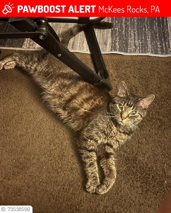 Lost Male Cat last seen Broadway and 7th, McKees Rocks, PA 15136
