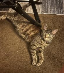 Lost Male Cat last seen Broadway and 7th, McKees Rocks, PA 15136