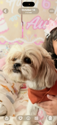 Reunited Female Dog last seen Corner of 16th st, San Diego, CA 92154