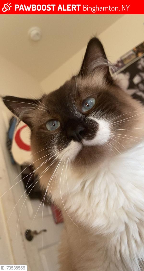 Lost Male Cat last seen Front street, Binghamton, NY 13905