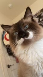 Lost Male Cat last seen Front street, Binghamton, NY 13905