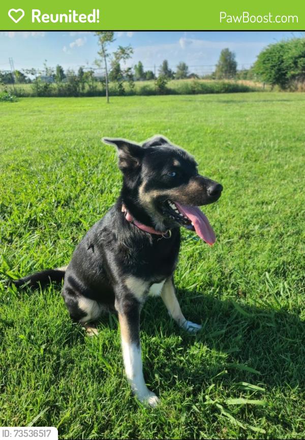 Reunited Female Dog last seen McClure Park, Tulsa, OK 74112