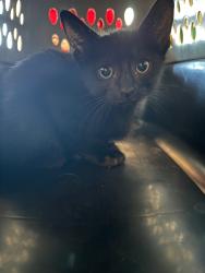 Shelter Stray Male Cat last seen Bexar County, 3353 Morningside Dr, New Braunfels, TX 78132, USA