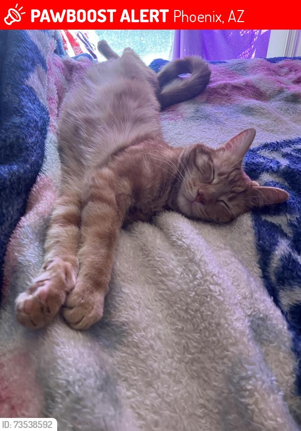 Lost Male Cat last seen 83rd McDowell, Phoenix, AZ 85037