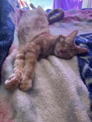 Lost Male Cat last seen 83rd McDowell, Phoenix, AZ 85037
