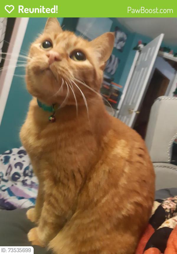 Reunited Male Cat last seen Near st 158 ave, Edmonton, AB T5Z 2V4