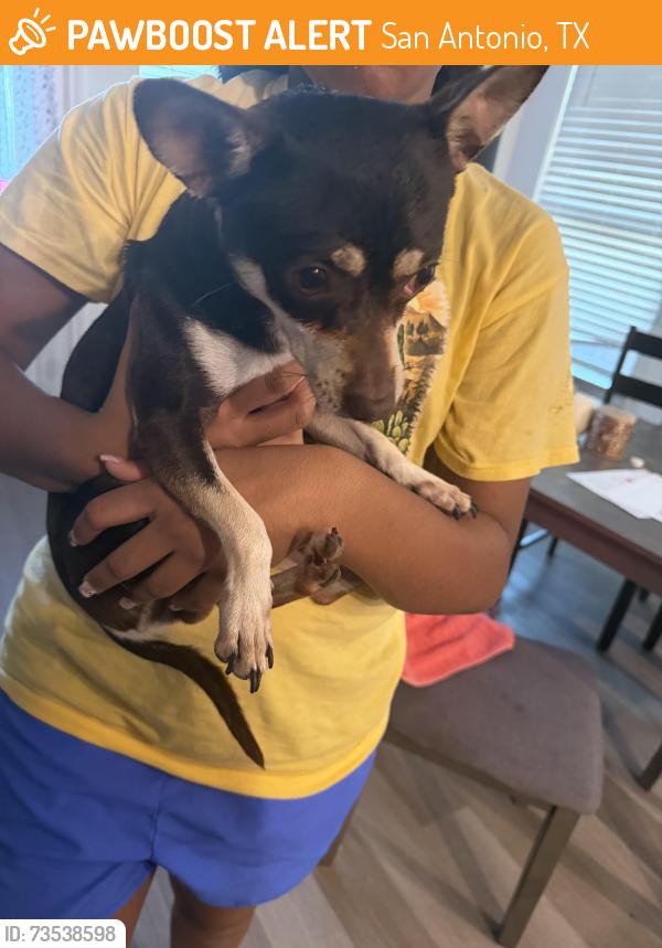 Found/Stray Male Dog last seen Adams Hill Elementary School, San Antonio, TX 78245