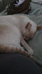 Reunited Male Cat last seen Ashton Rd & Little Kelly Rd, Rocky Point, NC 28457