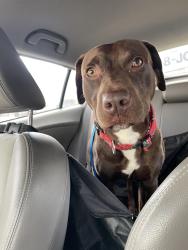 Found/Stray Male Dog last seen 29th St and MLK, Oakland, CA 94609