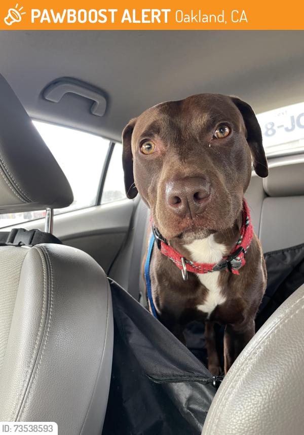 Found/Stray Male Dog last seen 29th St and MLK, Oakland, CA 94609