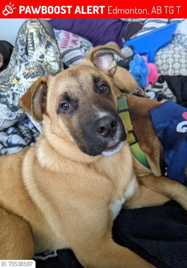 Lost Male Dog last seen 111st & 82ave, Edmonton, AB T6G 0T2