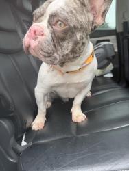 Lost Male Dog last seen Near Springrock Ln, Houston, TX 77080, Houston, TX 77080