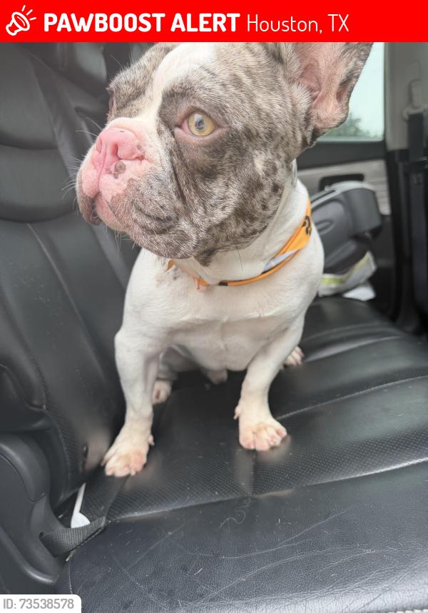 Lost Male Dog last seen Near Springrock Ln, Houston, TX 77080, Houston, TX 77080