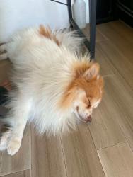Lost Male Dog last seen SW 61st and Barnes, Oklahoma City, OK 73169