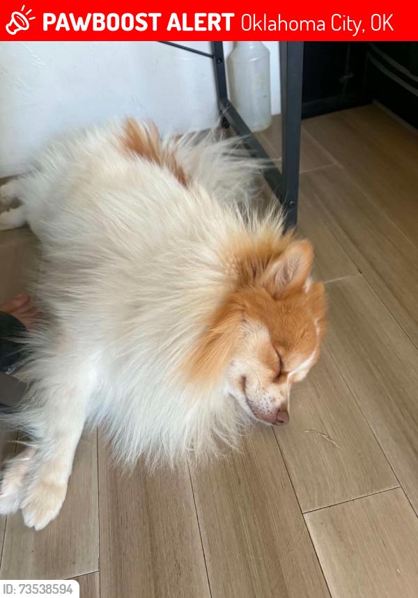 Lost Male Dog last seen SW 61st and Barnes, Oklahoma City, OK 73169