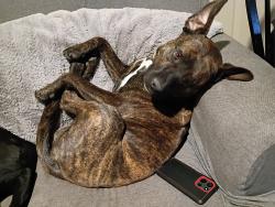 Reunited Male Dog last seen Between Washington and grant, Ogden, UT 84404